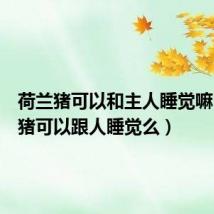 荷兰猪可以和主人睡觉嘛(荷兰猪可以跟人睡觉么)