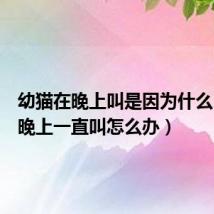 幼猫在晚上叫是因为什么(幼猫晚上一直叫怎么办)