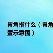 胃角指什么（胃角的位置示意图）