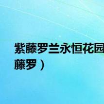 紫藤罗兰永恒花园（紫藤罗）