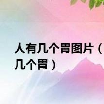 人有几个胃图片（人有几个胃）