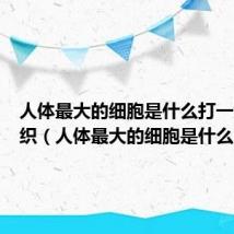 人体最大的细胞是什么打一人体组织（人体最大的细胞是什么）