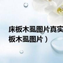 床板木虱图片真实（床板木虱图片）