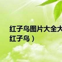 红子鸟图片大全大图（红子鸟）