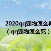 2020qq宠物怎么弄出来（qq宠物怎么死）