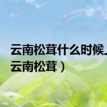 云南松茸什么时候上市（云南松茸）