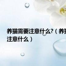 养猫需要注意什么?（养猫需要注意什么）