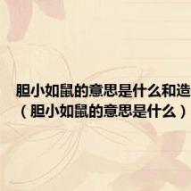 胆小如鼠的意思是什么和造句一样（胆小如鼠的意思是什么）