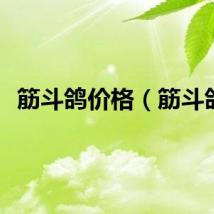 筋斗鸽价格（筋斗鸽）