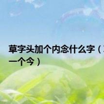 草字头加个内念什么字（草字头一个今）