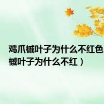 鸡爪槭叶子为什么不红色（鸡爪槭叶子为什么不红）