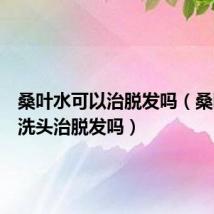 桑叶水可以治脱发吗（桑叶熬水洗头治脱发吗）