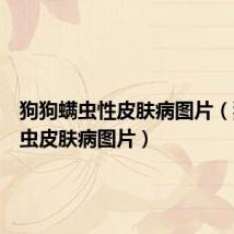 狗狗螨虫性皮肤病图片（狗狗螨虫皮肤病图片）