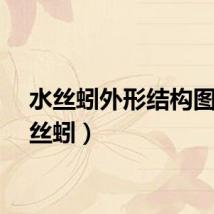 水丝蚓外形结构图（水丝蚓）