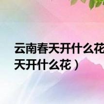 云南春天开什么花（春天开什么花）