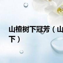 山楂树下冠芳（山楂树下）