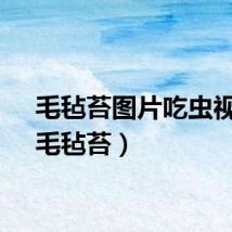 毛毡苔图片吃虫视频（毛毡苔）