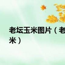 老坛玉米图片（老坛玉米）