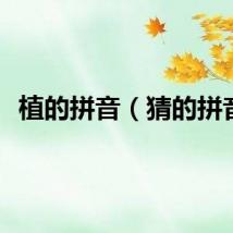 植的拼音（猜的拼音）