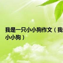 我是一只小小狗作文（我是一只小小狗）