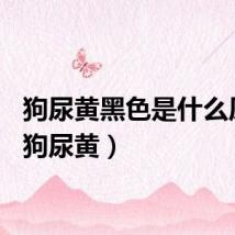 狗尿黄黑色是什么原因（狗尿黄）