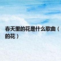 春天里的花是什么歌曲（春天里的花）