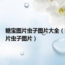 糖宝图片虫子图片大全（糖宝图片虫子图片）