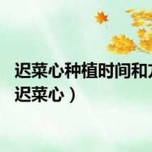 迟菜心种植时间和方法（迟菜心）
