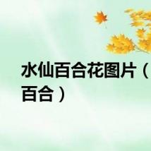 水仙百合花图片（水仙百合）