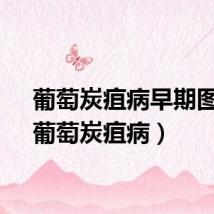 葡萄炭疽病早期图片（葡萄炭疽病）