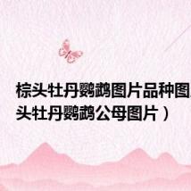 棕头牡丹鹦鹉图片品种图片（棕头牡丹鹦鹉公母图片）