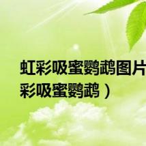 虹彩吸蜜鹦鹉图片（虹彩吸蜜鹦鹉）