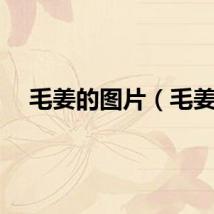 毛姜的图片（毛姜）