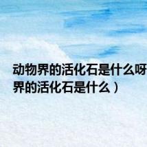 动物界的活化石是什么呀（动物界的活化石是什么）