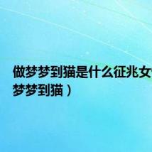 做梦梦到猫是什么征兆女性（做梦梦到猫）