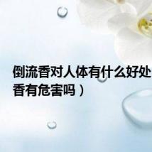 倒流香对人体有什么好处（倒流香有危害吗）