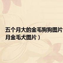 五个月大的金毛狗狗图片（五个月金毛犬图片）