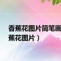 香蕉花图片简笔画（香蕉花图片）