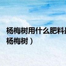 杨梅树用什么肥料最好（杨梅树）