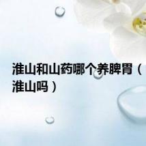 淮山和山药哪个养脾胃（山药是淮山吗）