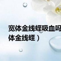 宽体金线蛭吸血吗（宽体金线蛭）