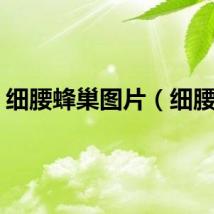 细腰蜂巢图片（细腰蜂）