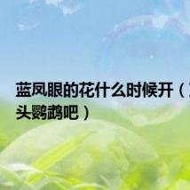 蓝凤眼的花什么时候开（蓝眼凤头鹦鹉吧）