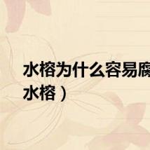 水榕为什么容易腐烂（水榕）