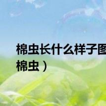 棉虫长什么样子图片（棉虫）