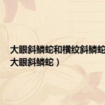 大眼斜鳞蛇和横纹斜鳞蛇区别（大眼斜鳞蛇）