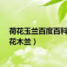 荷花玉兰百度百科（荷花木兰）