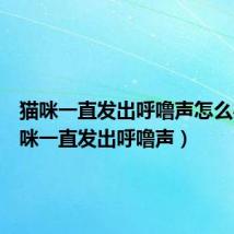 猫咪一直发出呼噜声怎么办（猫咪一直发出呼噜声）