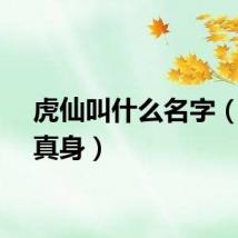 虎仙叫什么名字（虎仙真身）