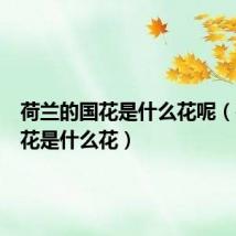 荷兰的国花是什么花呢(荷兰国花是什么花)